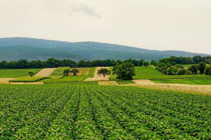 Agriculture et élevage