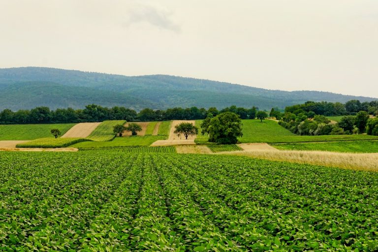 Agriculture et élevage
