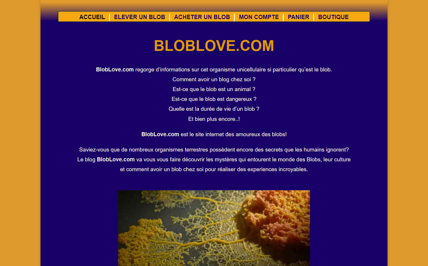 Blob Love - Comment acheter un blob vivant ?