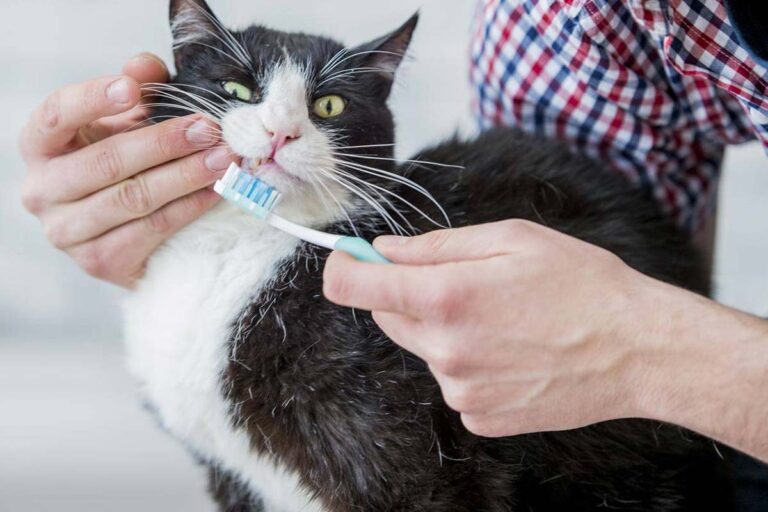 Brosser les dents de votre chat : comment s'y prendre ?