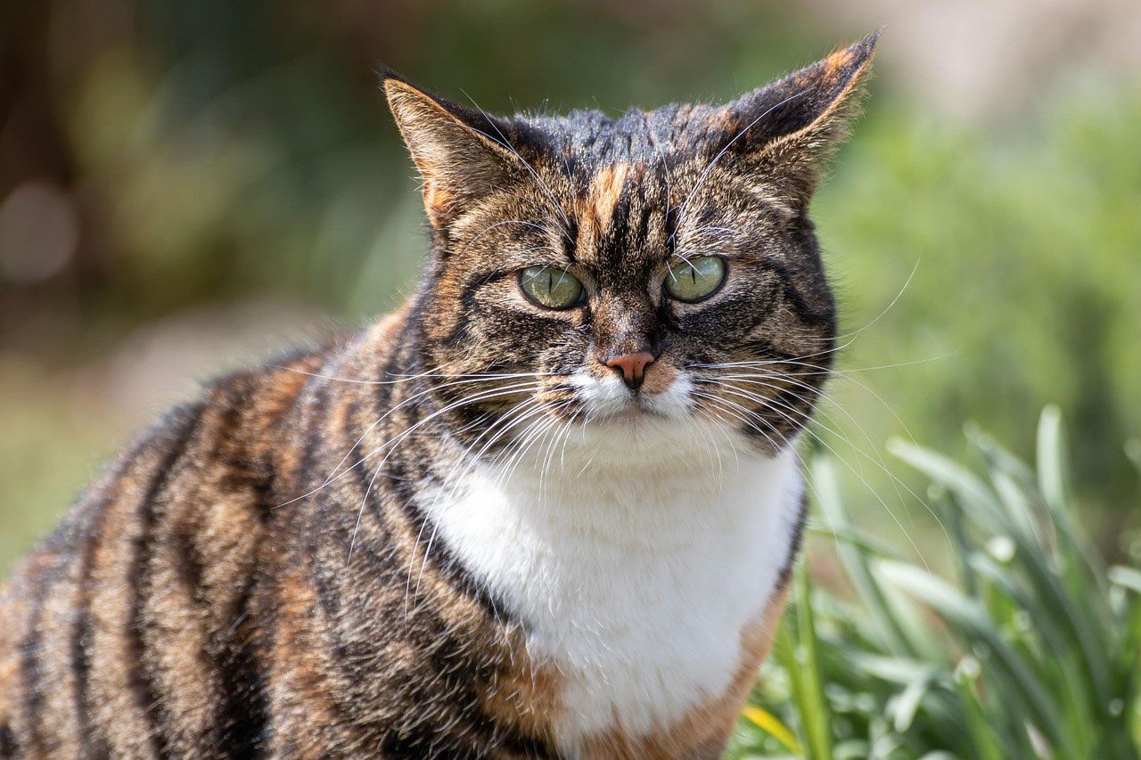 Anti-puce naturel pour chat